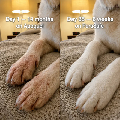 ParaSafe -  Dog Parasite Cleansing Drops